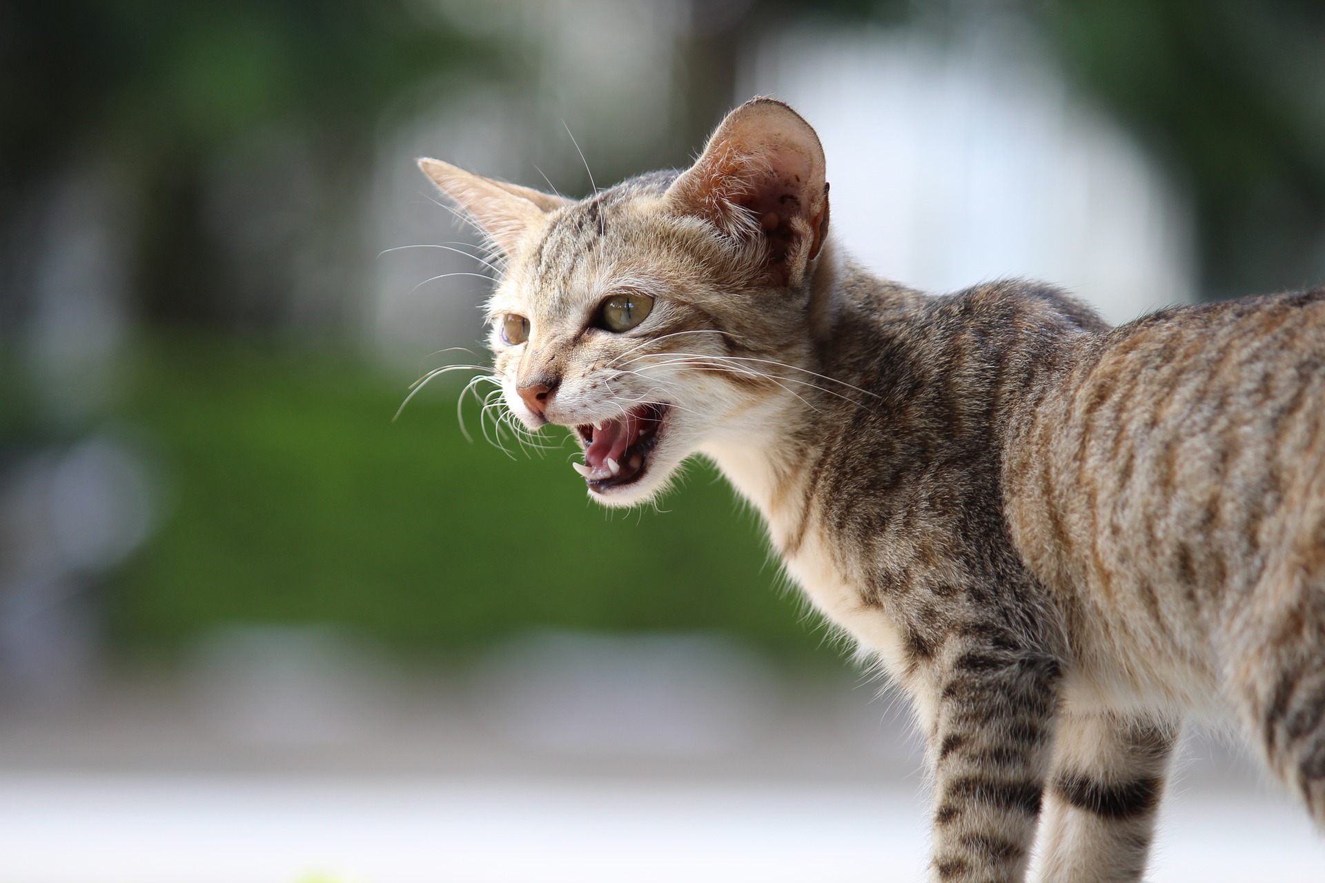 猫がニャーと鳴く理由 - わんにゃんクラブ